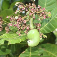 Anacardium